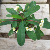 Crown of Thorns - Euphorbia milii