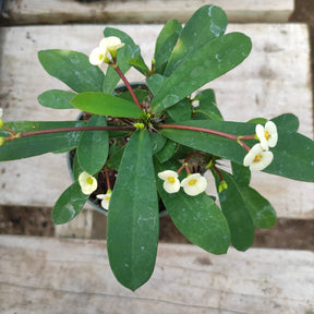 Crown of Thorns - Euphorbia milii