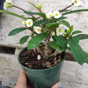 Crown of Thorns - Euphorbia milii