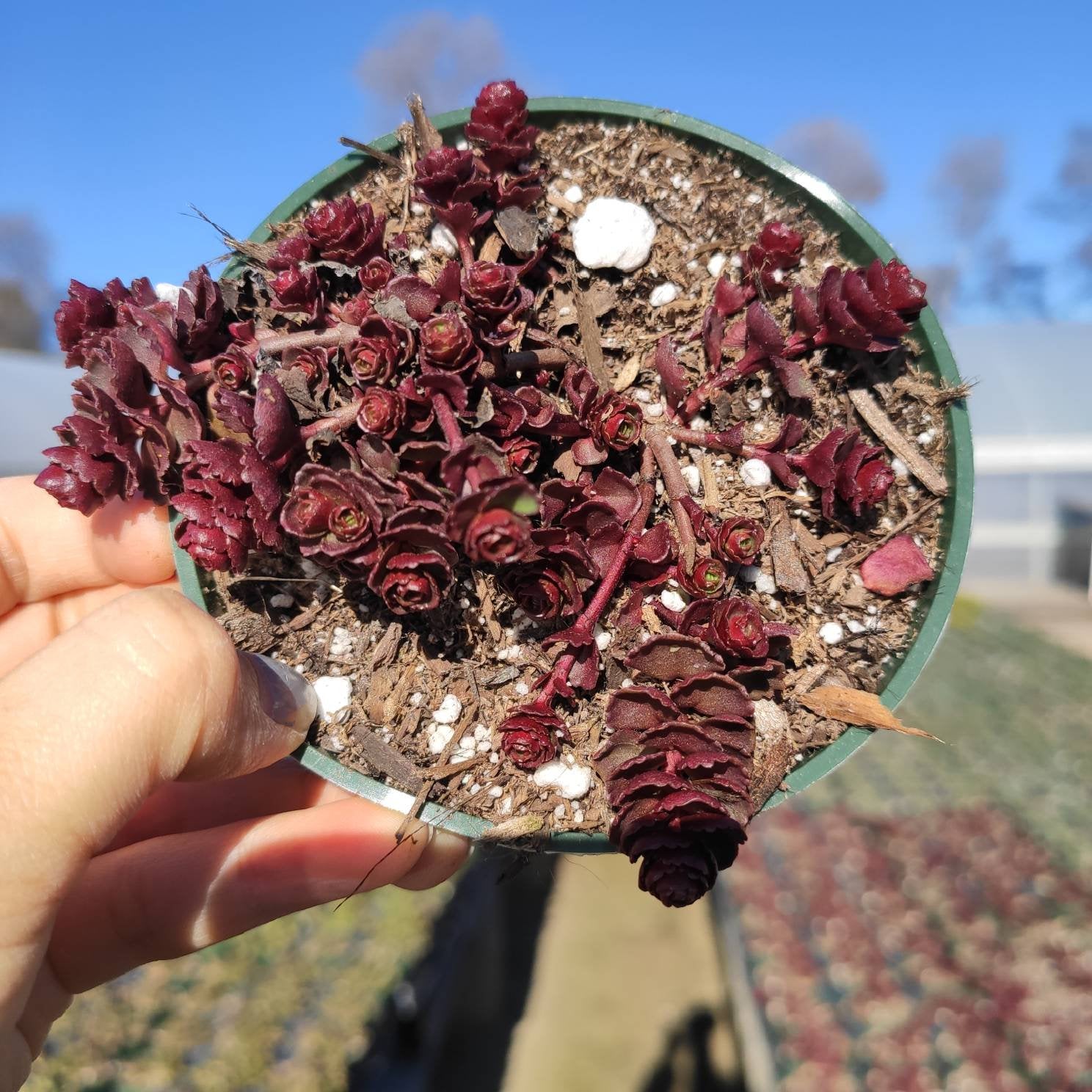 blood succulents Sedum spurium 'Dragon's Blood' 2 Inch