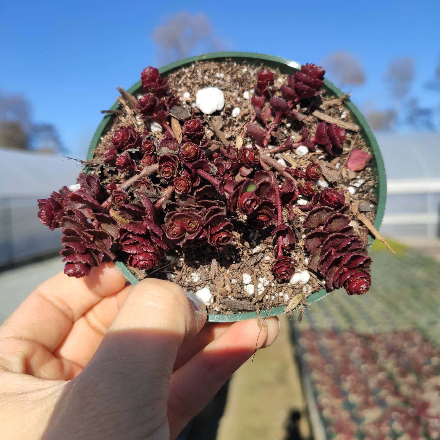 dragon blood succulent Sedum spurium 'Dragon's Blood' 2 Inch