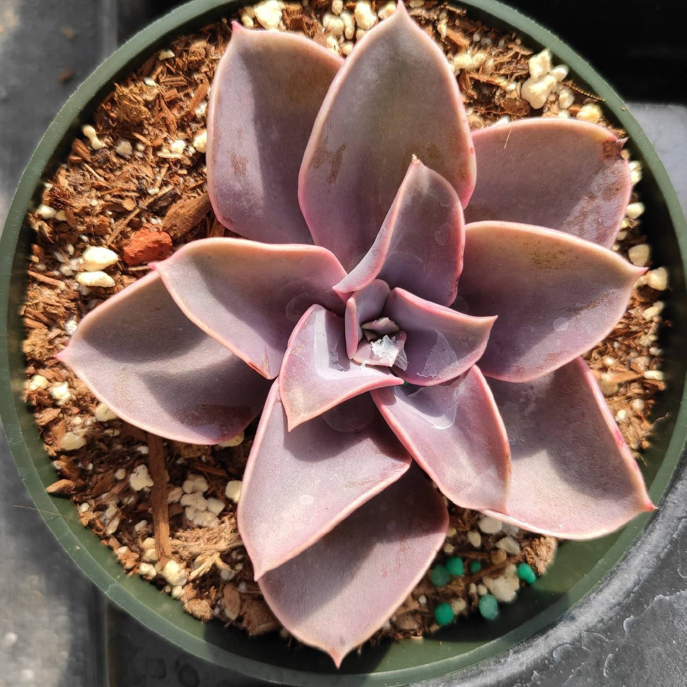 Echeveria 'Perle von Nurnberg' in potting mix with fertilizer.