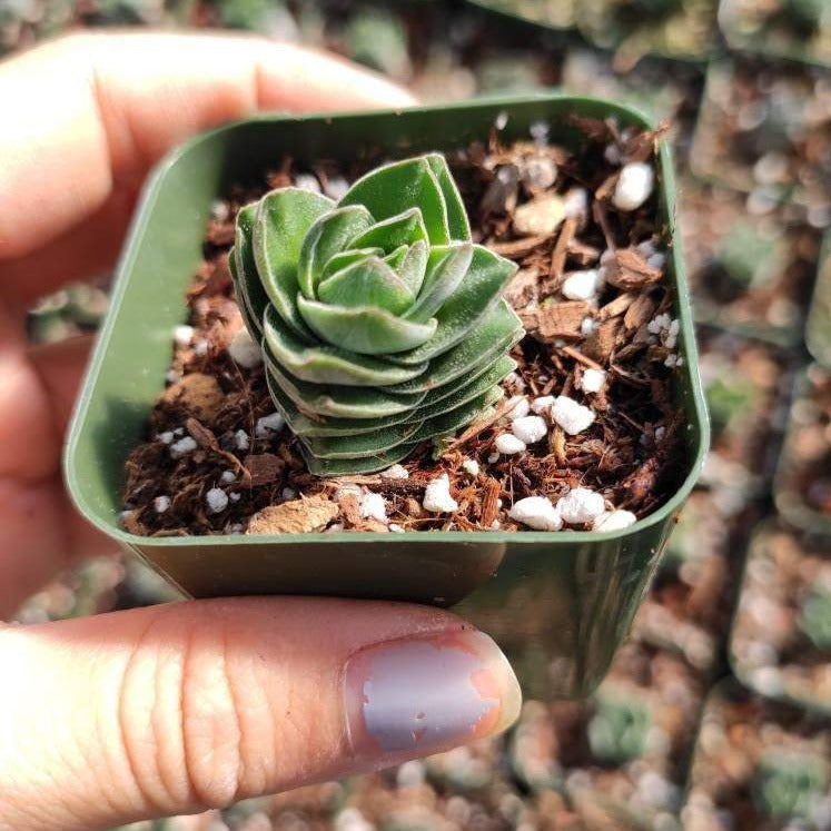 buddha's temple succulent Crassula 'Buddha's Temple' 2 Inch #A