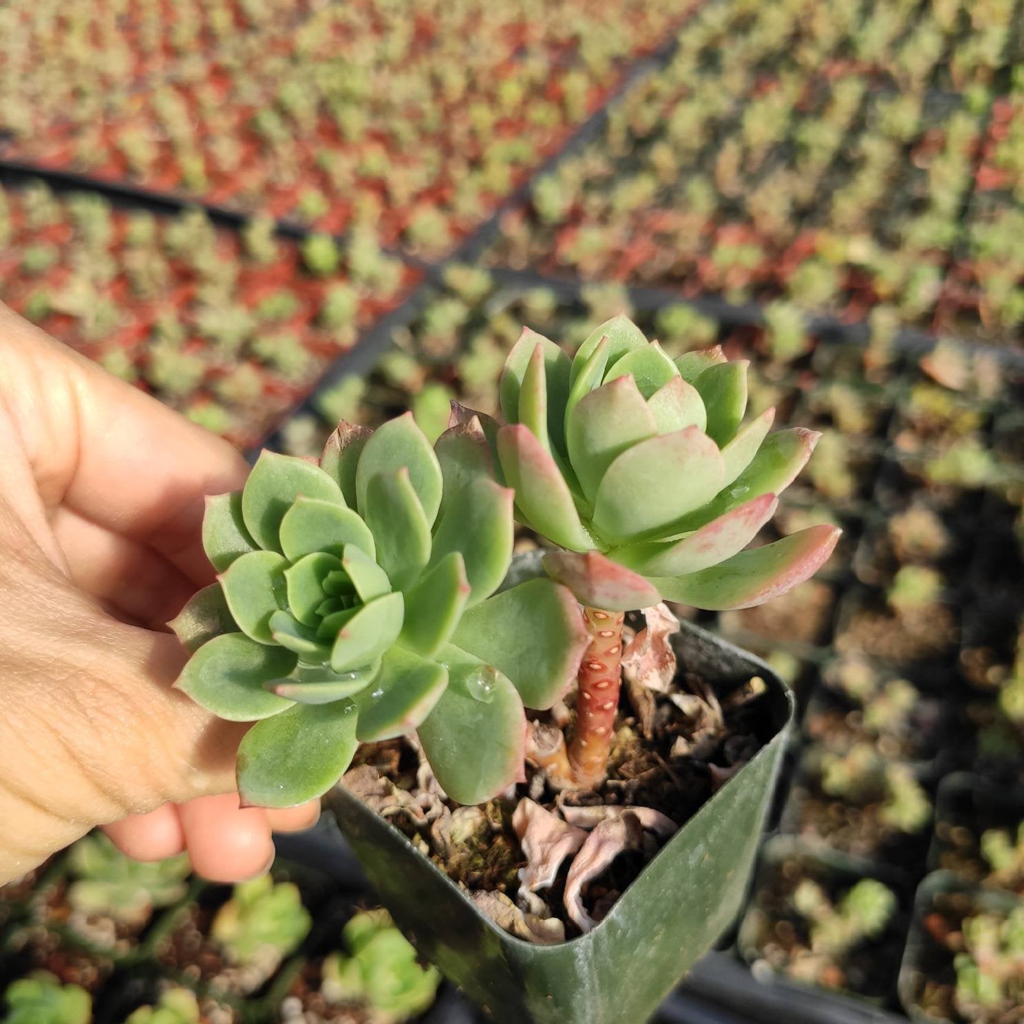 light green succulent Sedeveria 'Green Rose'