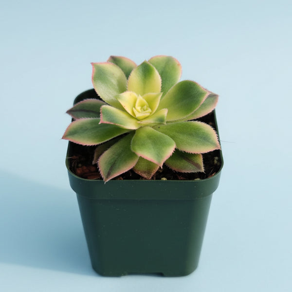 Aeonium 'Kiwi' 4 Inch #A
