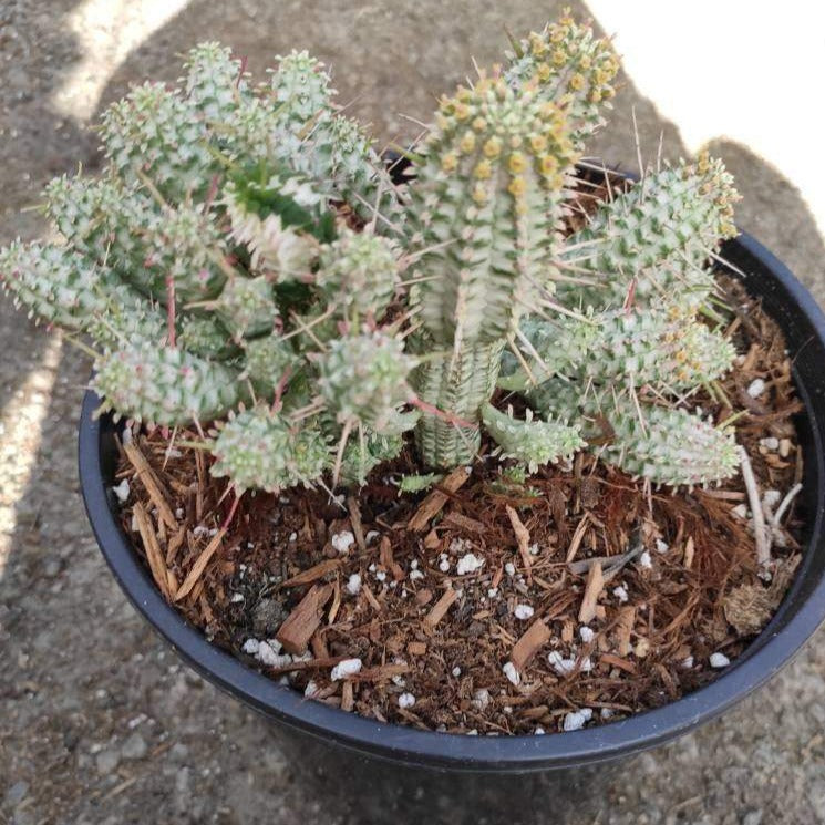 cactus soil for corn plant Variegated Corn Cob Cactus Euphorbia mammillaris 2 Inch #B