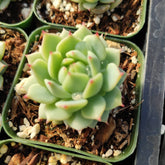 Echeveria Derenbergii Painted Lady Pink Tip in square pot.