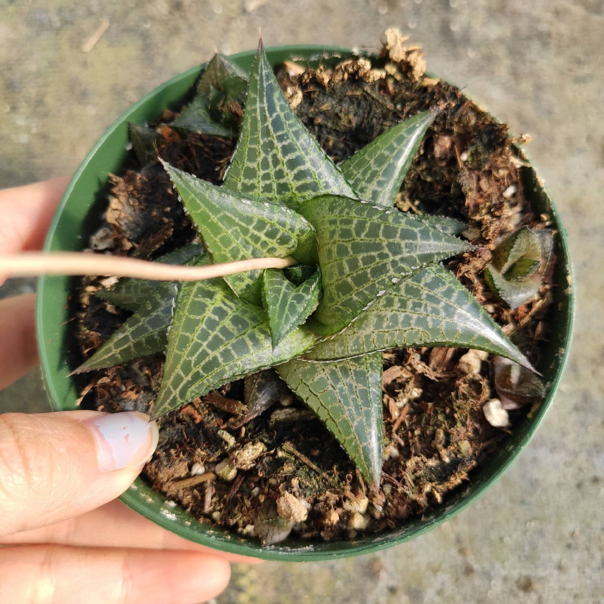 Haworthia venosa subsp. Tessellata Aloe parva Tessellata - Succulents Depot