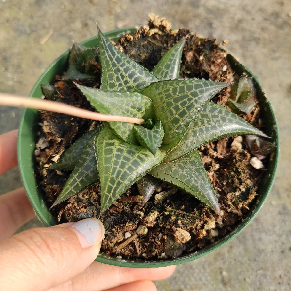 venosa succulent Haworthia venosa subsp. tessellata Veined Haworthia 2 Inch