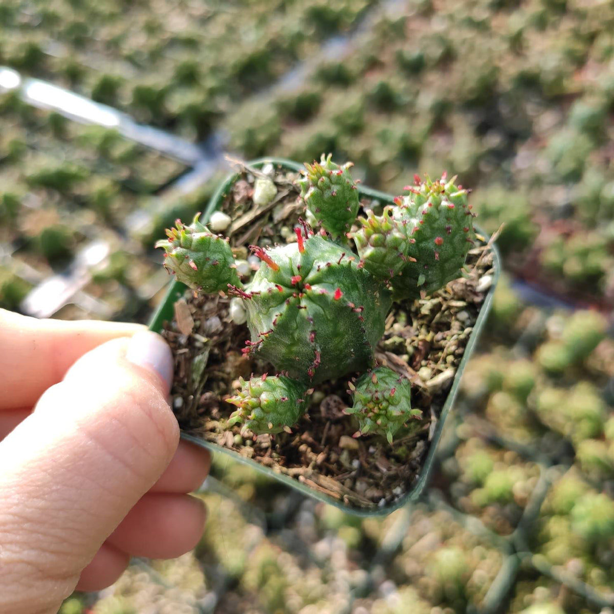 Euphorbia monstrose - Succulents Depot