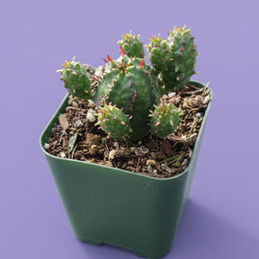 euphorbia monstrose succulent Euphorbia monstrose 2 Inch
