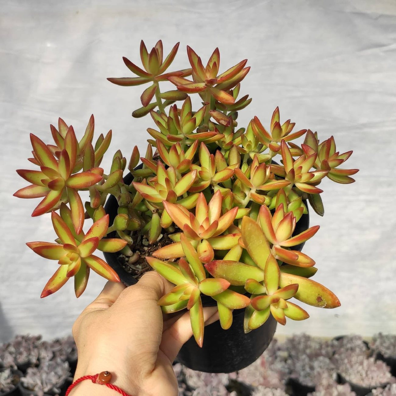 Sedum adolphii 'Firestorm'
