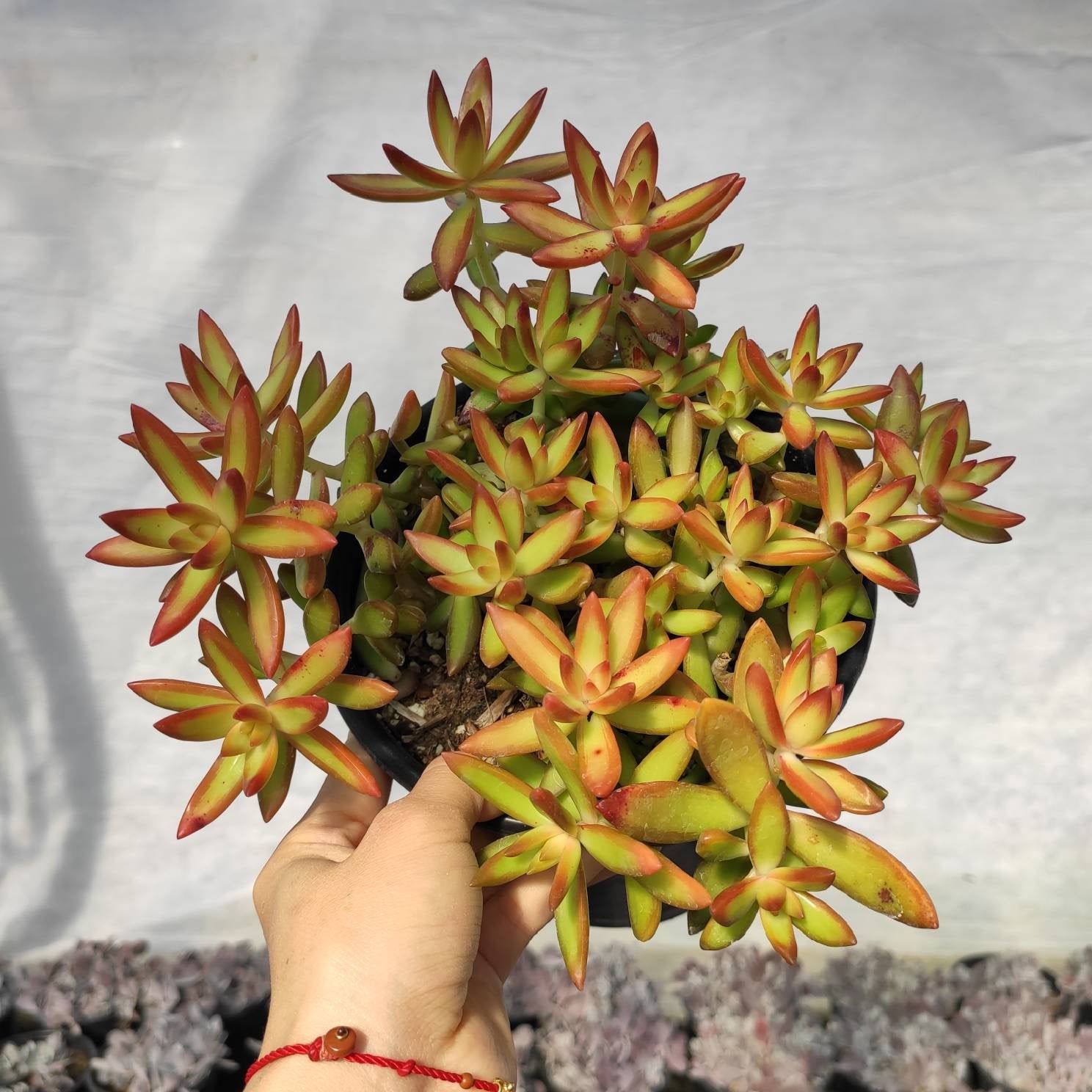 Sedum adolphii 'Firestorm'
