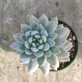 lilac mist succulent Sedeveria 'Lilac Mist'