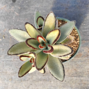 Kalanchoe tomentosa 'Chocolate Soldier'