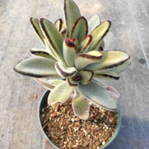 Kalanchoe tomentosa 'Chocolate Soldier'