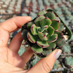 Echeveria 'Joan Daniel' - Succulents Depot