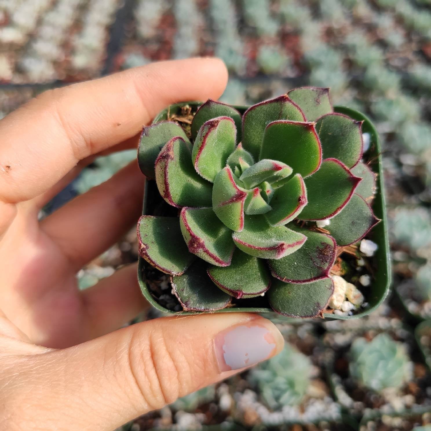 joann succulents Echeveria 'Joan Daniel' 2 Inch