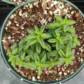 Peperomia axillaris - Succulents Depot