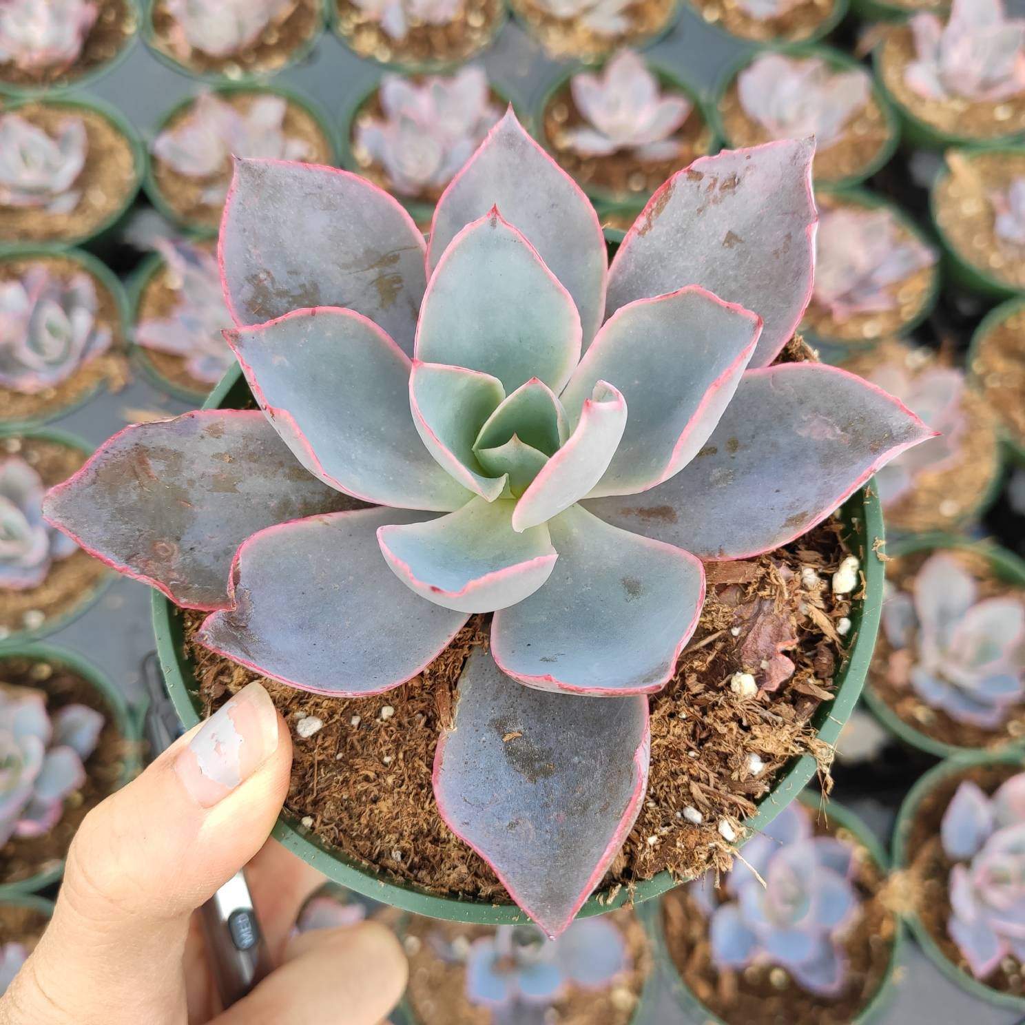 echeveria afterglow succulent Echeveria 'Afterglow' 4 Inch