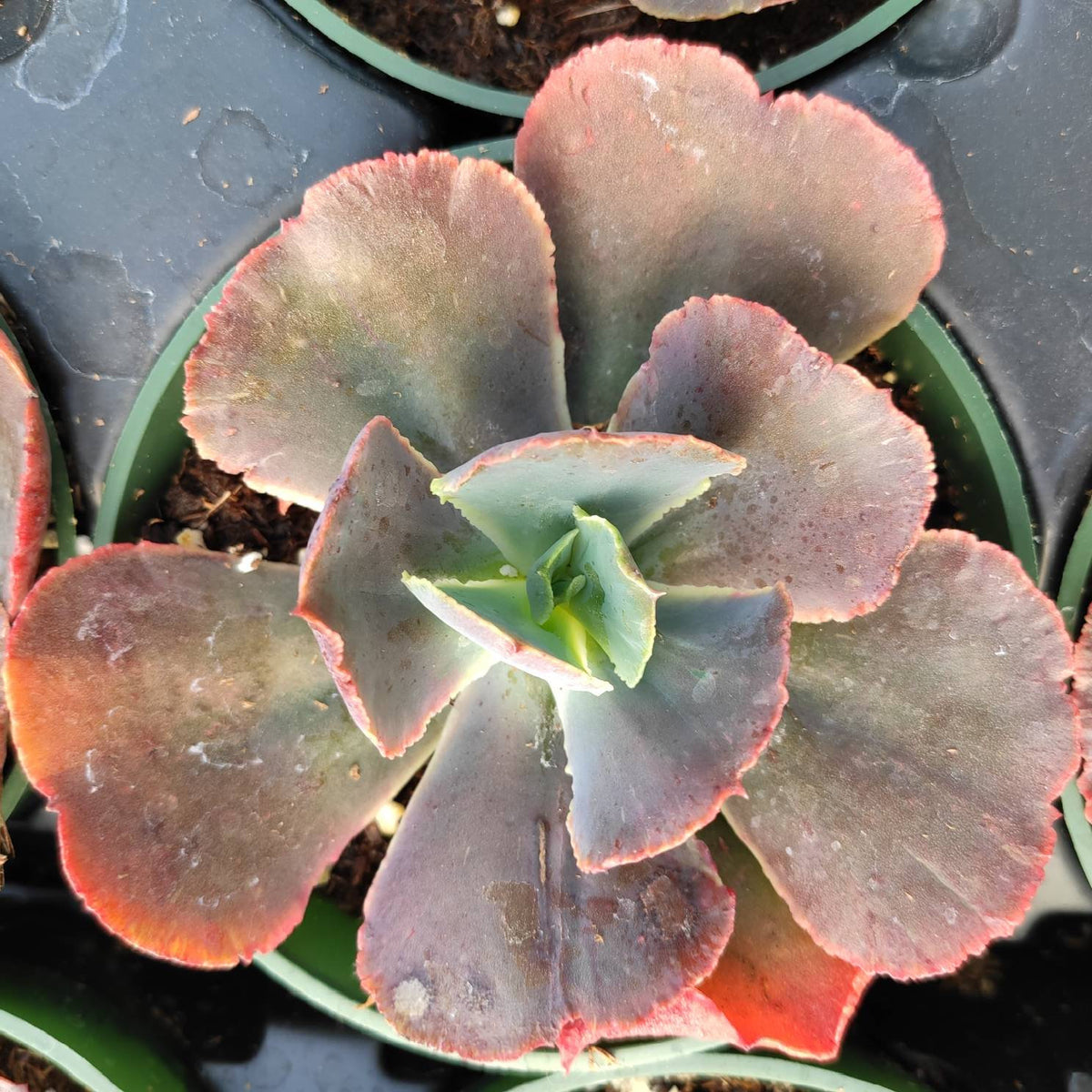 Echeveria gibbiflora - Succulents Depot