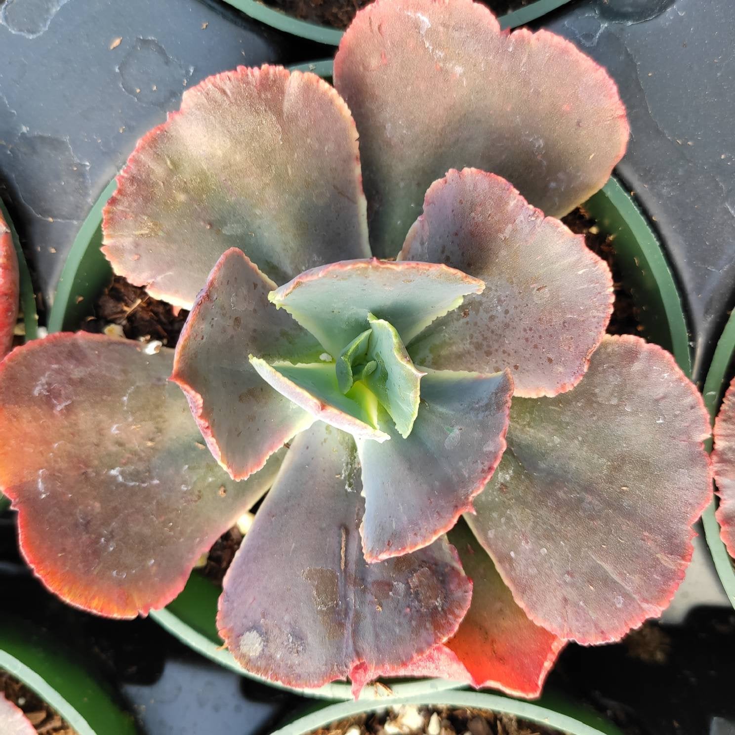 Echeveria gibbiflora - Succulents Depot