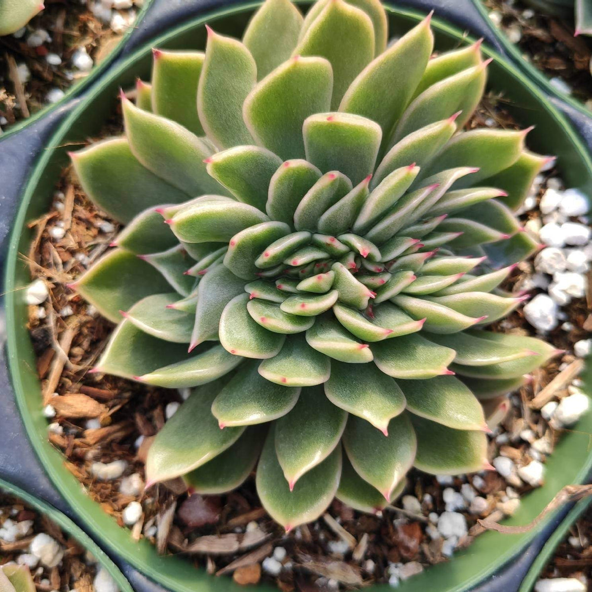 echeveria agavoides succulent Echeveria agavoides 'Mira'