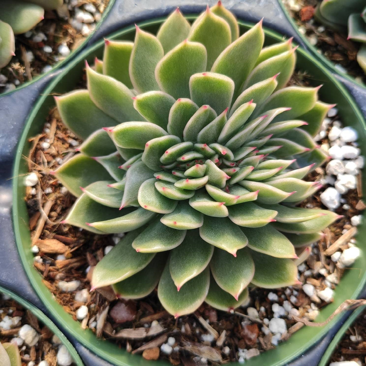 Echeveria agavoides 'Mira' - Succulents Depot