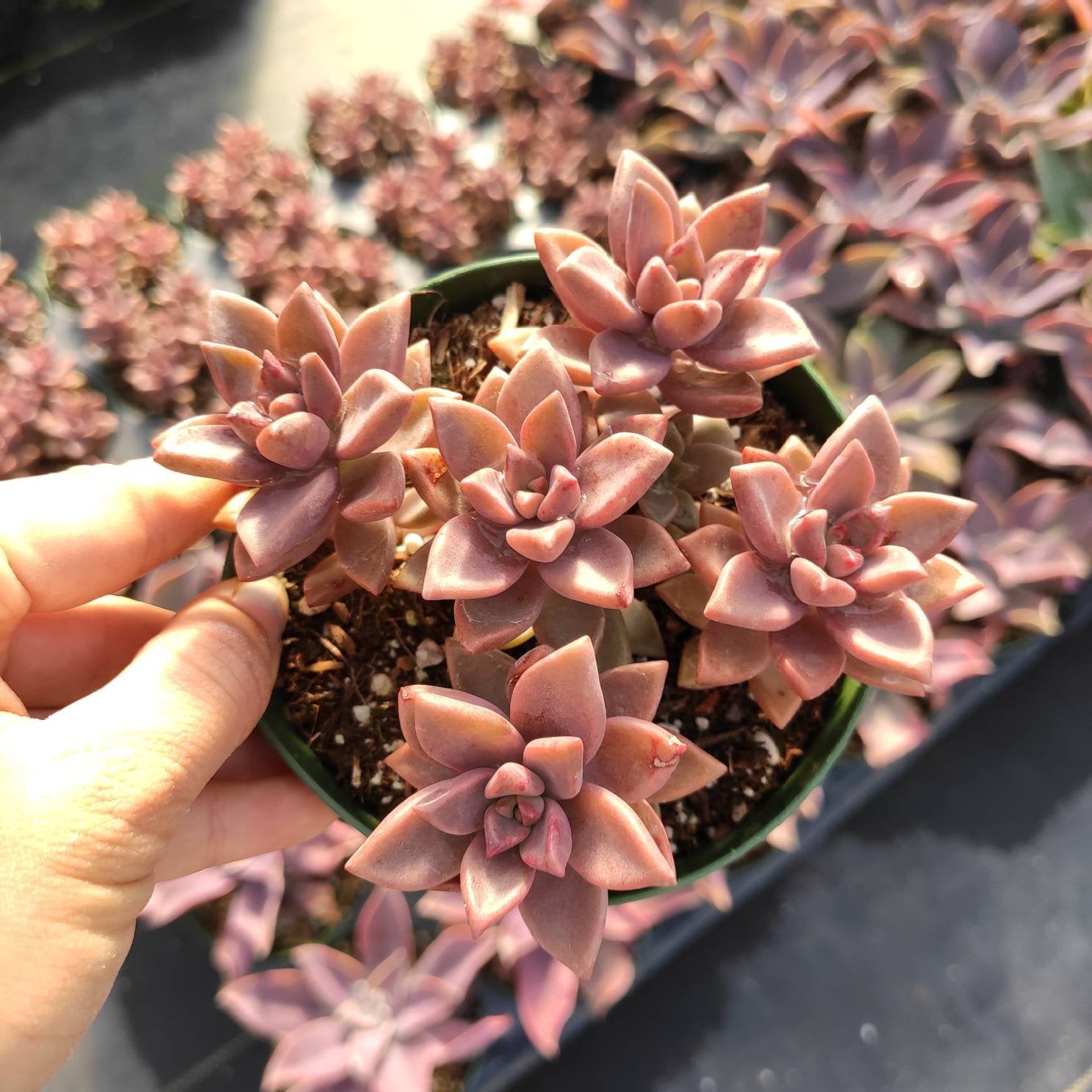 graptosedum bronze succulent Graptosedum 'Alpenglow' 2 Inch #A