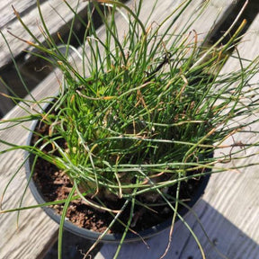 Albuca Augrabies Hills - Succulents Depot