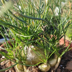 Albuca Augrabies Hills - Succulents Depot