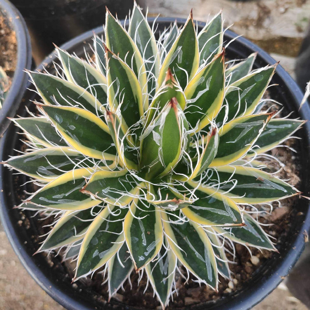 Agave schidigera 'Shira ito no Ohi'