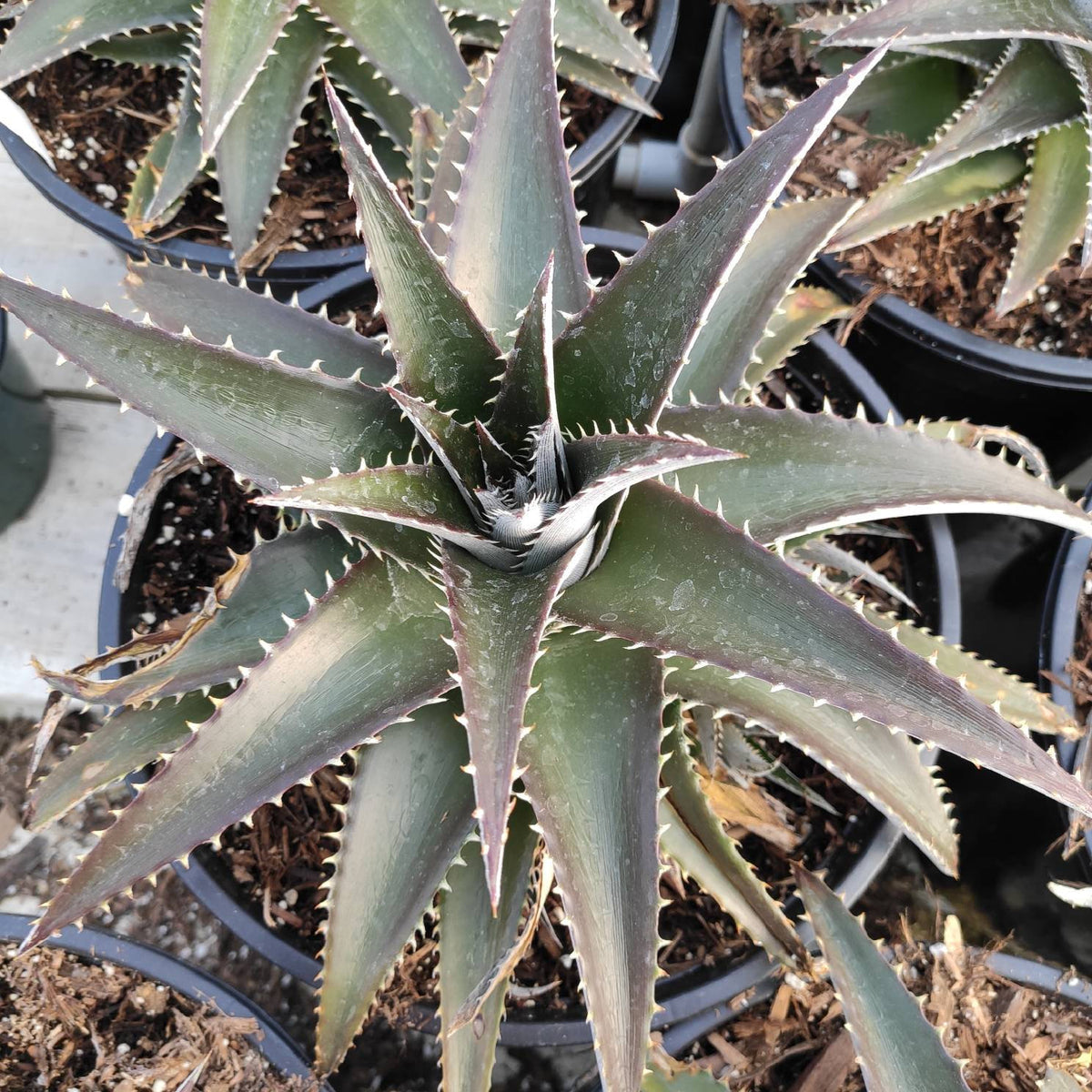 Dyckia Platyphylla - Succulents Depot