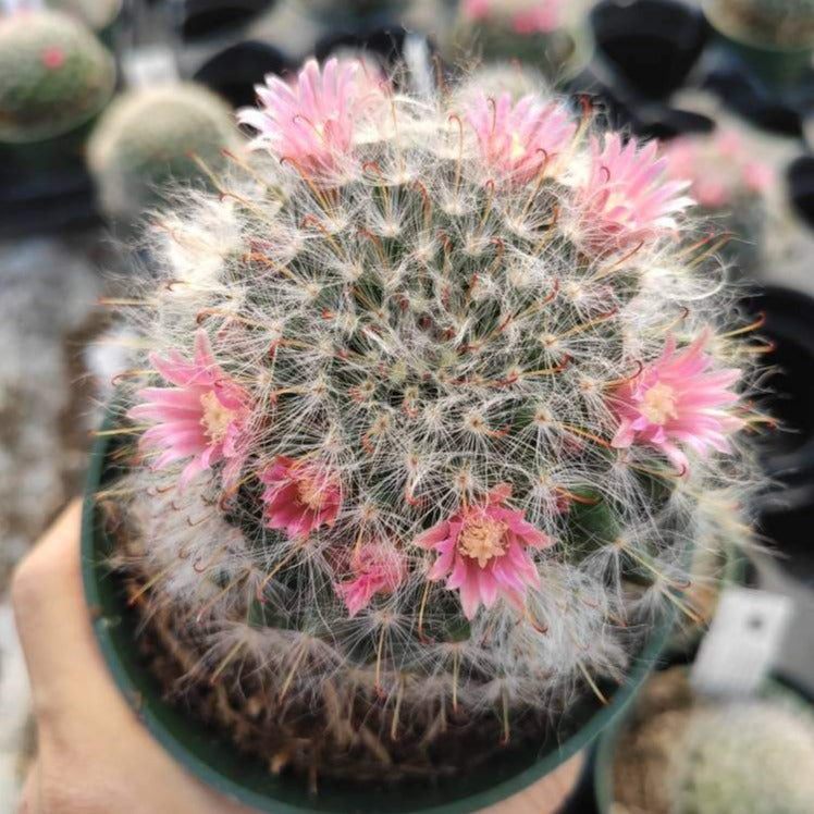 mariscal cactus & succulents Mammillaria bocasana