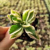 Plectranthus Neochilus Variegated 'Mike's Fuzzy Wuzzy' - Succulents Depot
