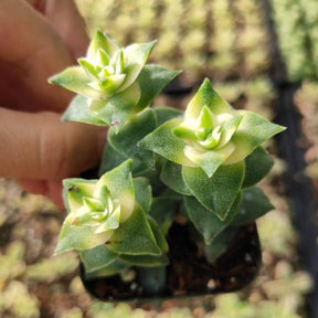 succulent string of buttons Crassula perforata String of Buttons Variegata