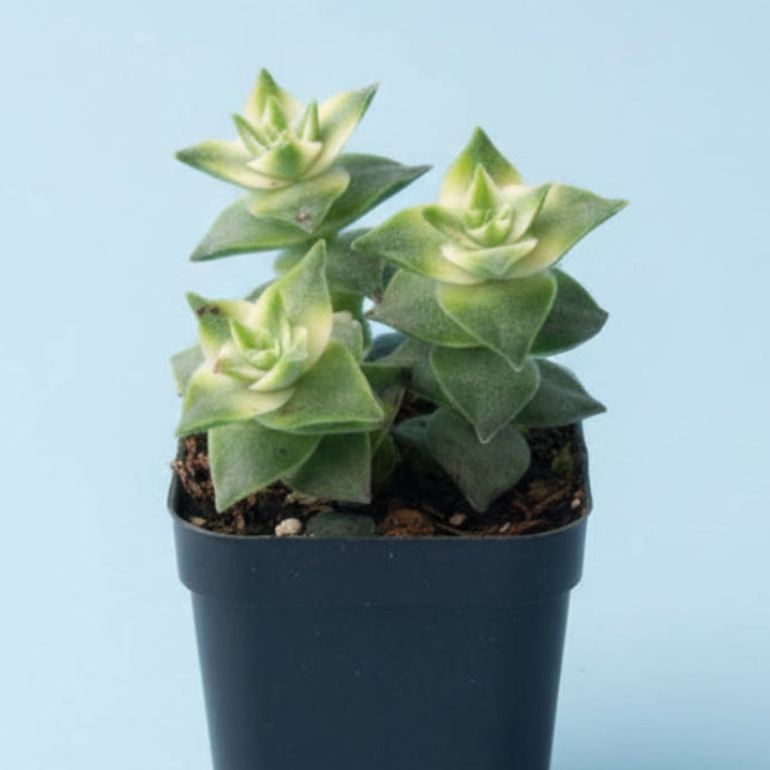 Crassula perforata String of Buttons Variegata held in hand.