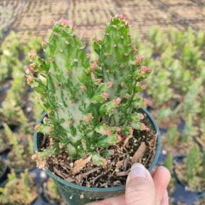 Opuntia monacantha variegata - Variegated Joseph's Coat - Succulents Depot