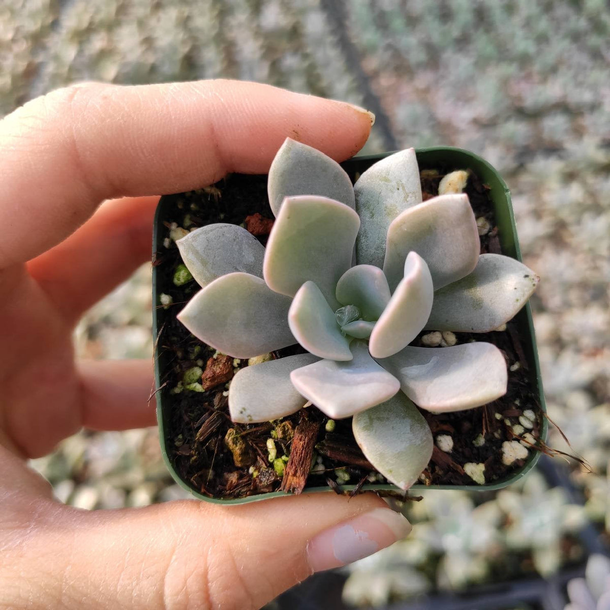 Graptoveria 'Debbie' - Succulents Depot