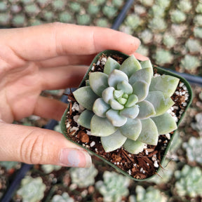 Echeveria Lilac Mist - Succulents Depot