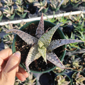 Aloe 'Delta Lights' - Succulents Depot