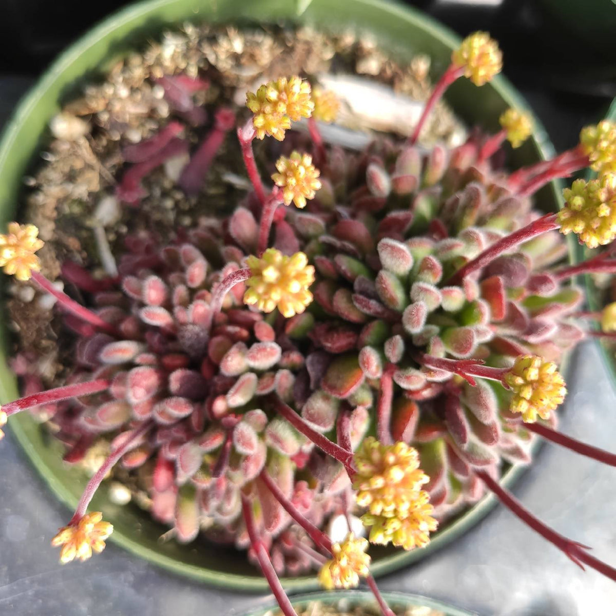 Crassula pubescens - Jersey Pigmyweed - Succulents Depot