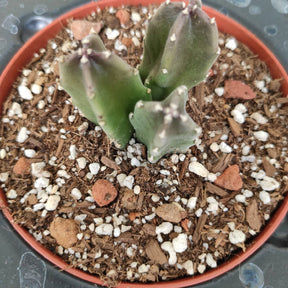 toad plant succulent Stapelia grandiflora 'Giant Toad Plant'
