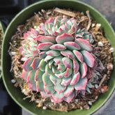 Echeveria Azulita succulent with pink-tinged, rosette leaves.