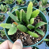Rhipsalis Cereoides - Succulents Depot