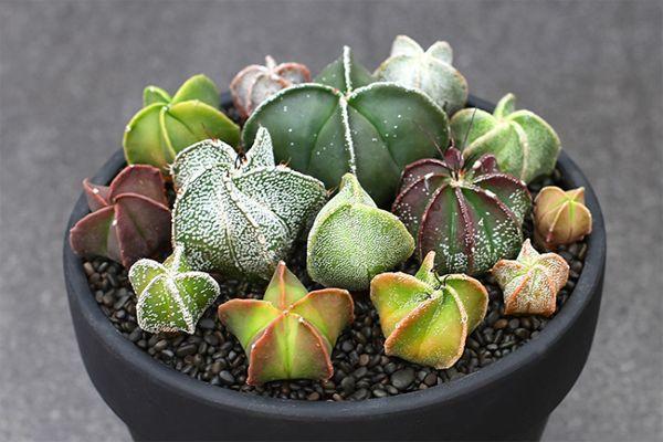 astrophytum succulent Astrophytum myriostigma