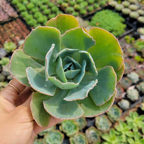 Echeveria Caribbean