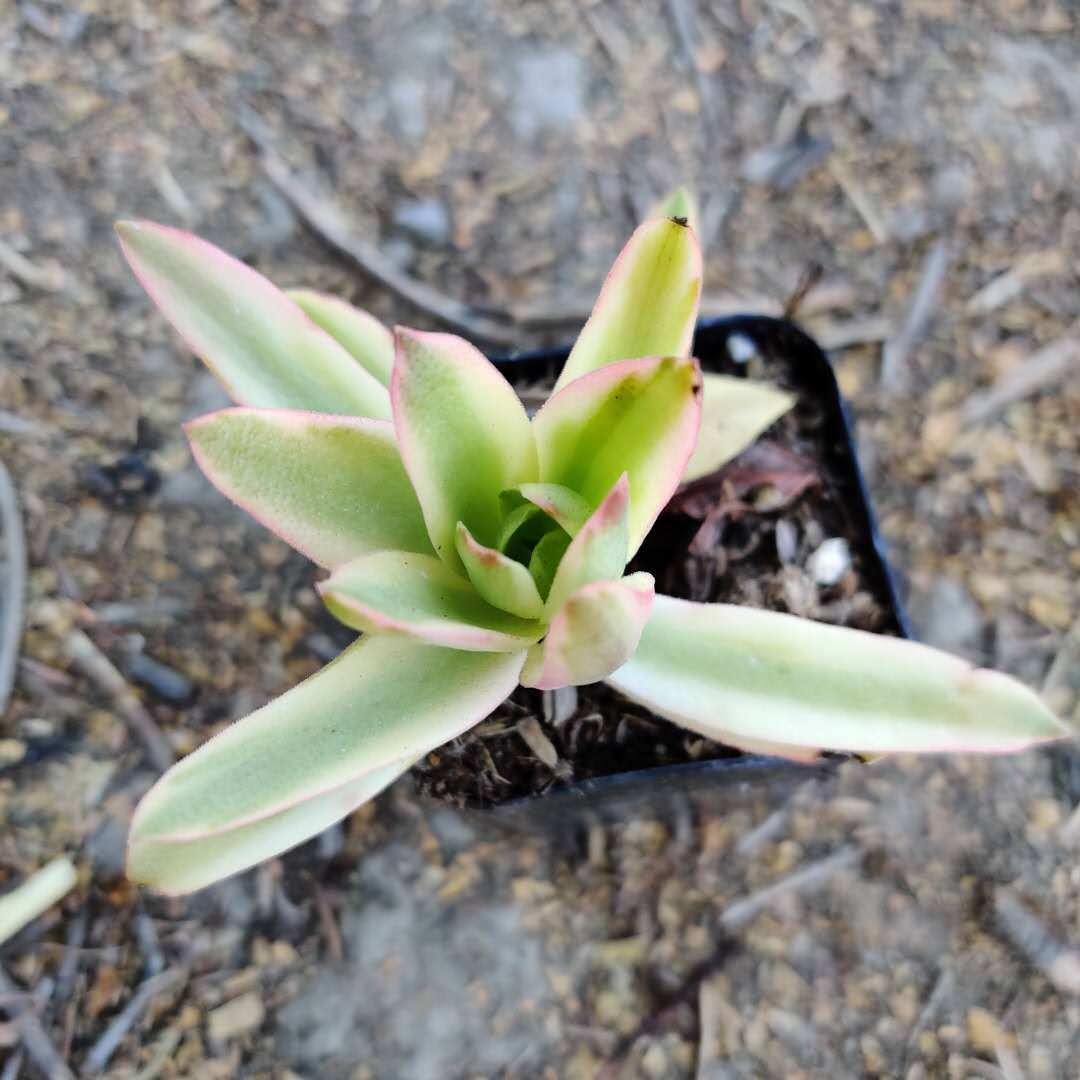 campfire succulent propagation Crassula capitella 'Campfire' Variegata