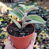 Tradescantia sillamontana 'White Velvet' Variegated Wandering Dude