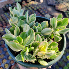 money tree succulent nz Crassula argentea 'Money Tree' Variegata